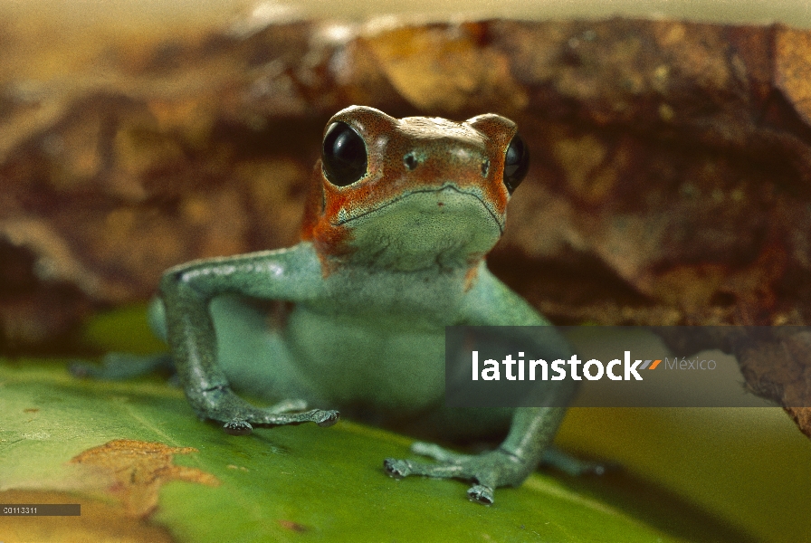 Retrato de rana dardo venenosa (Oophaga pumilio) fresa, Malí