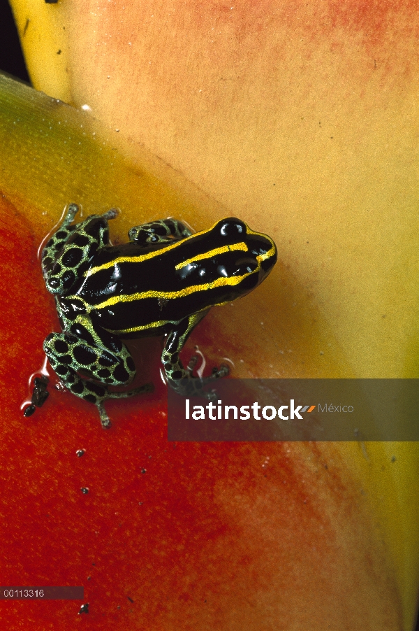 Retrato primer plano fantasmal de rana dardo venenosa (Epipedobates tricolor) en Heliconia, cerca de