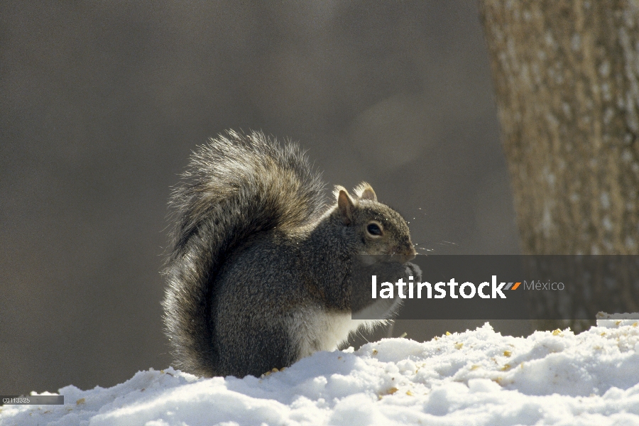 Ardilla gris oriental (Sciurus carolinensis) comer una tuerca en el invierno, Minnesota