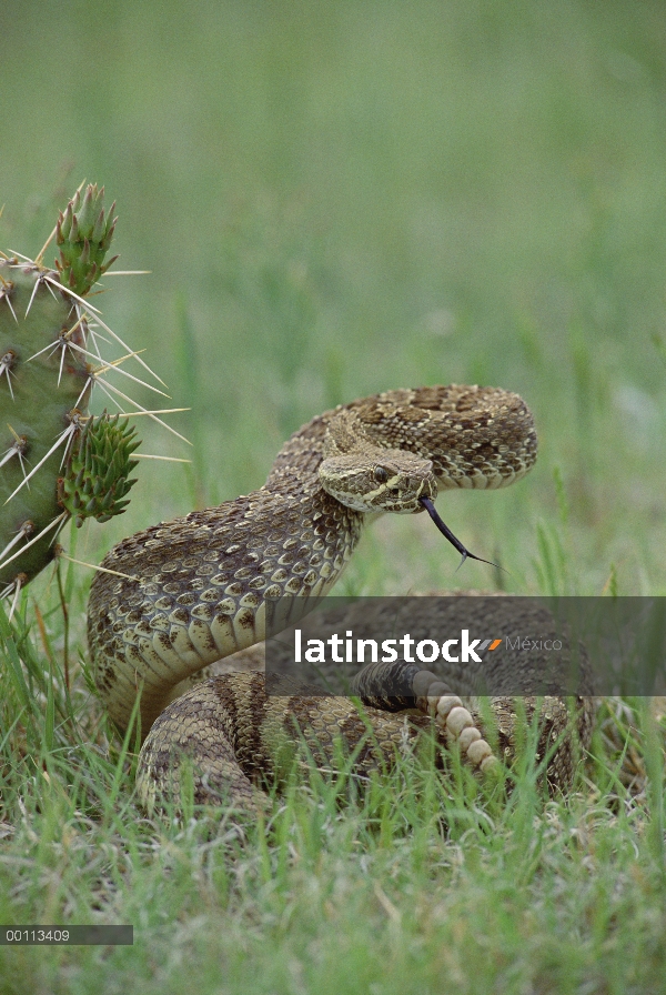 Western Diamondback serpiente de cascabel (Crotalus atrox) en postura defensiva, Dakota del sur