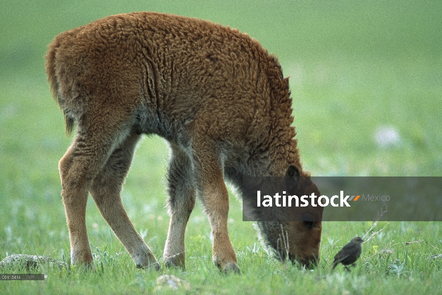 Ternero de bisonte americano (Bison bison), pastoreo, Dakota del sur