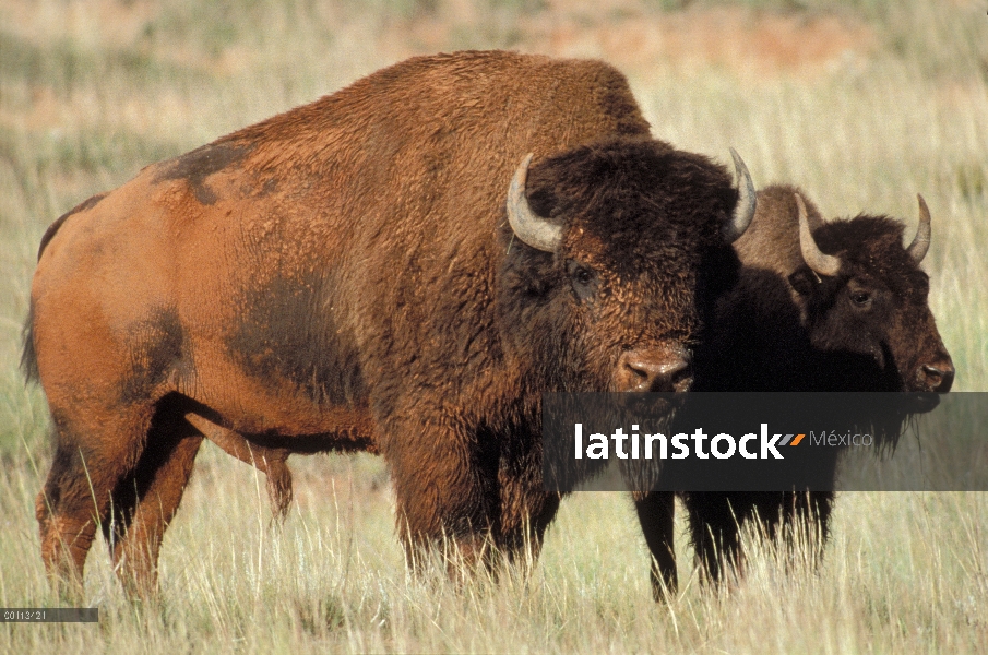 Bisonte americano (bisonte del bisonte) macho y hembra, Dakota del sur