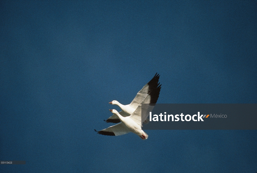 Par de ganso (Chen caerulescens) volando, California de la nieve