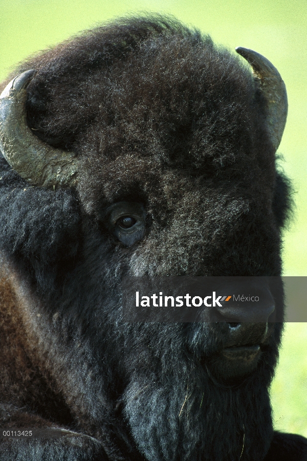 Macho de bisonte americano (Bison bison), Dakota del sur