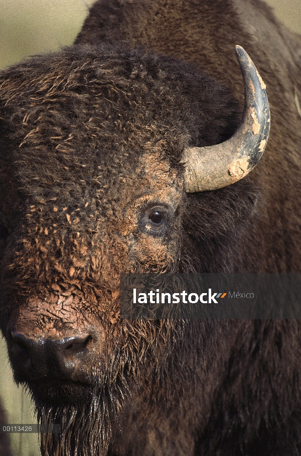 Cara de bisonte americano (Bison bison), Dakota del sur