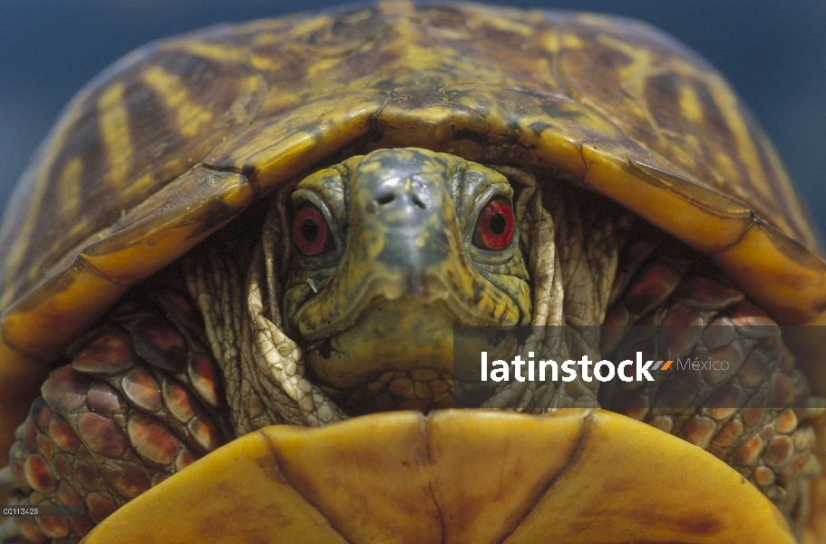 Tortuga (Terrapene ornata) de occidental se retractó en shell, Dakota del sur