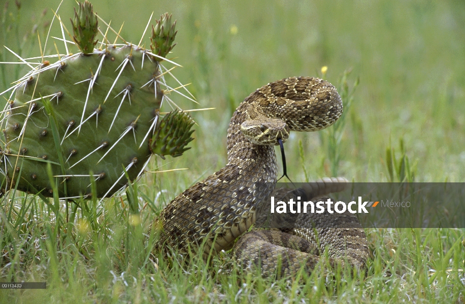 Western Diamondback serpiente de cascabel (Crotalus atrox) en postura defensiva, Dakota del sur