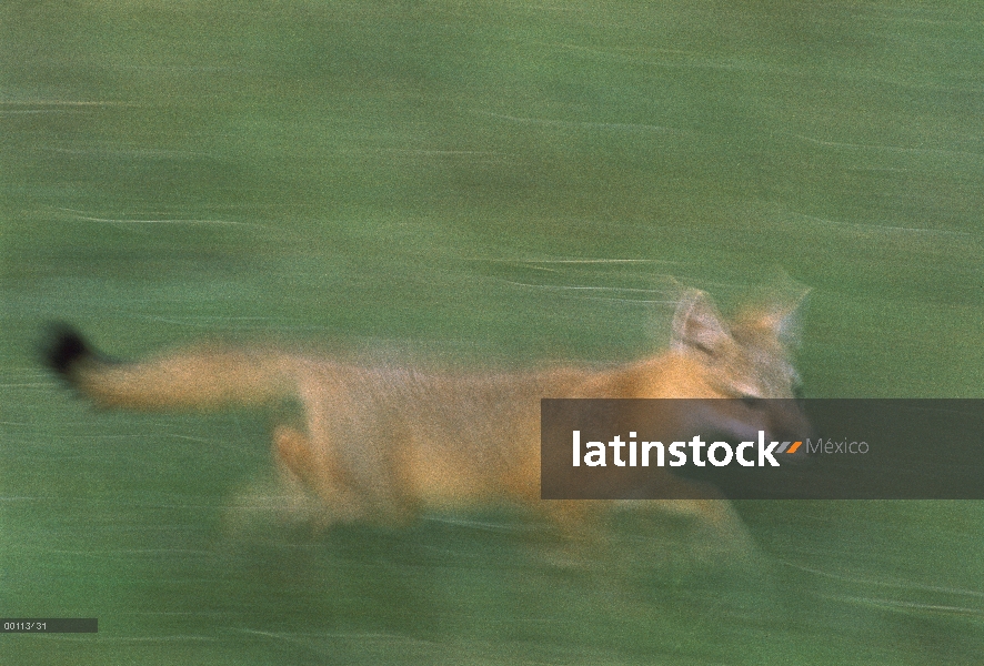 SWIFT Fox (Vulpes velox) funcionando, Dakota del sur