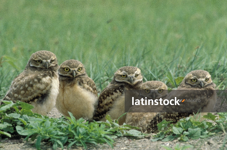 Grupo de lechuza (Athene cunicularia) en la entrada de la madriguera, Dakota del sur