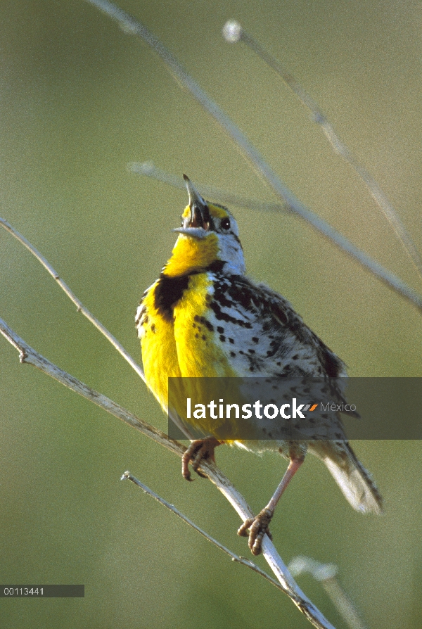 Meadowlark occidental (neglecta de Sturnella) cantando, Dakota del sur