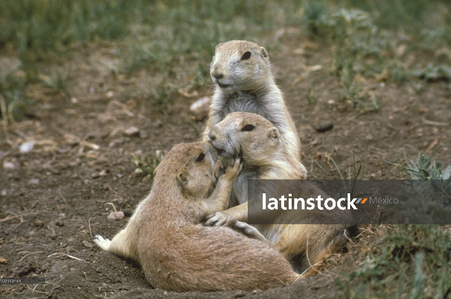 Par de perro de la pradera (ludovicianus de Cynomys) cola negra acariciando a comunicarse, Dakota de