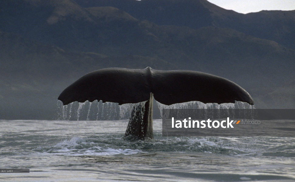 Cola de cachalote (Physeter macrocephalus), Nueva Zelanda