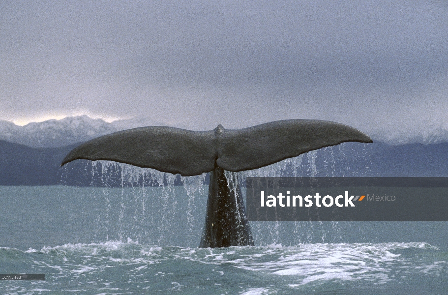 Cola de cachalote (Physeter macrocephalus), Nueva Zelanda