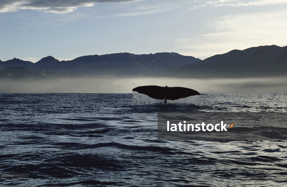 Cola de cachalote (Physeter macrocephalus), Nueva Zelanda