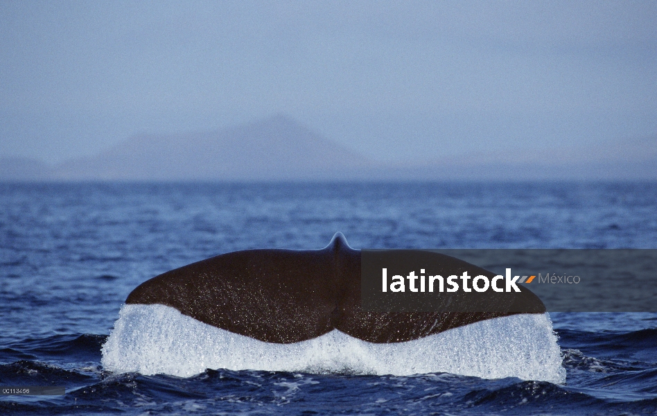 Cola de cachalote (Physeter macrocephalus), Nueva Zelanda