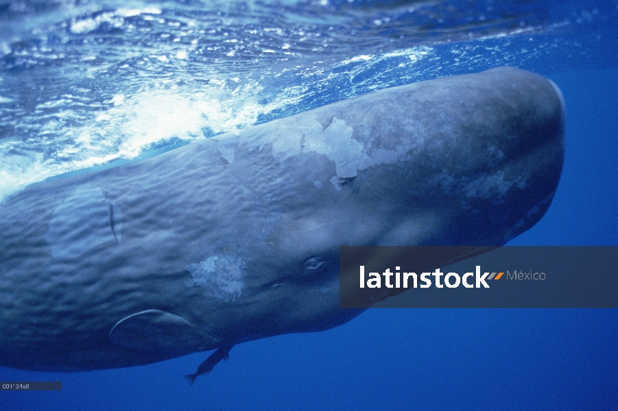 Cachalote (Physeter macrocephalus) retrato subacuático