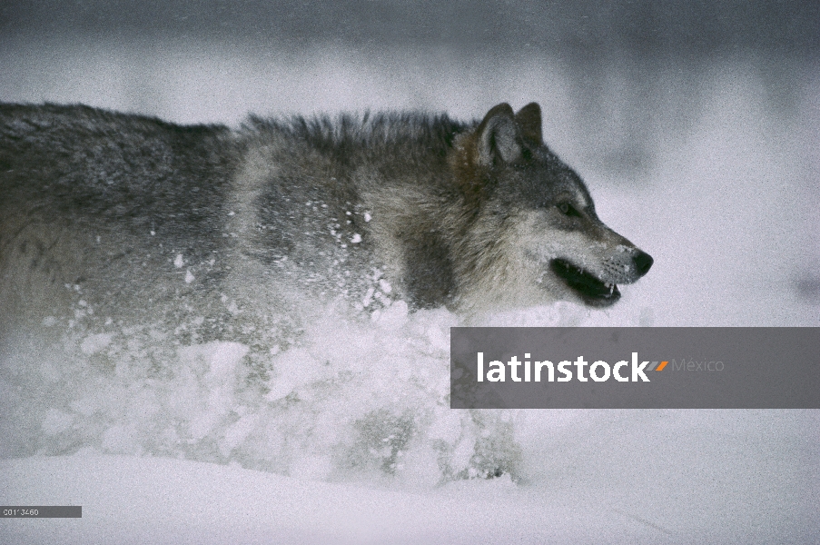 Lobo (Canis lupus) en nieve, Minnesota