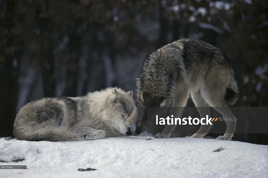 Mujer alfa de lobo (Canis lupus) descansando en la nieve, mientras que un año muestra afecto a ella,