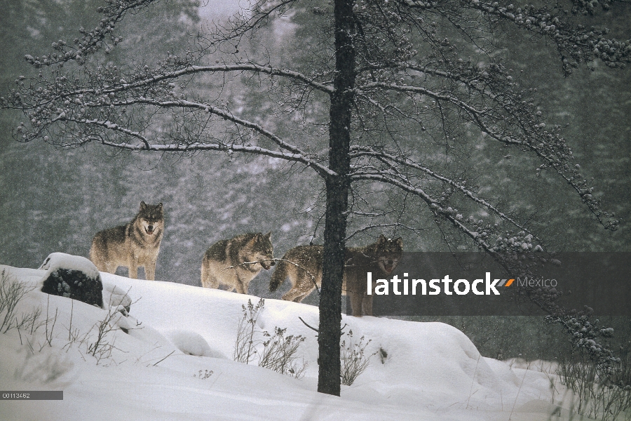 Trío de lobo (Canis lupus) en laderas nevadas, Minnesota