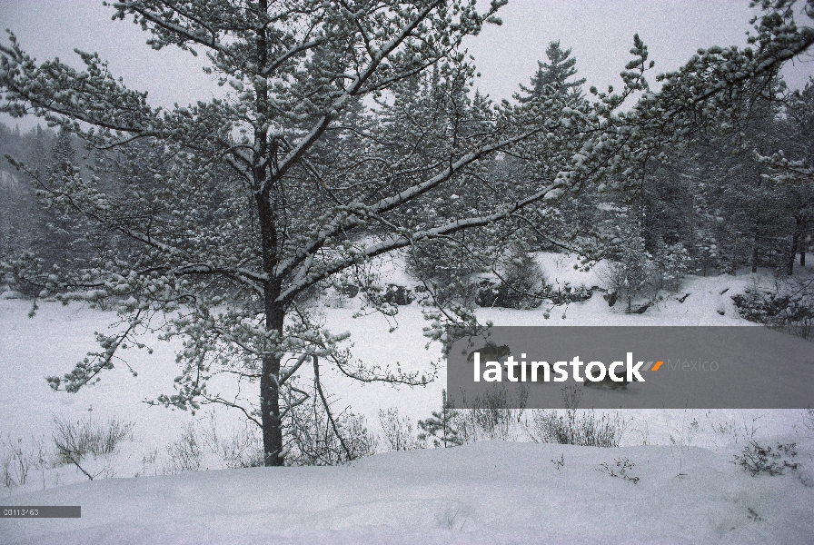 Trío de lobo (Canis lupus) funcionando a través de nieve profunda en lago congelado, Minnesota