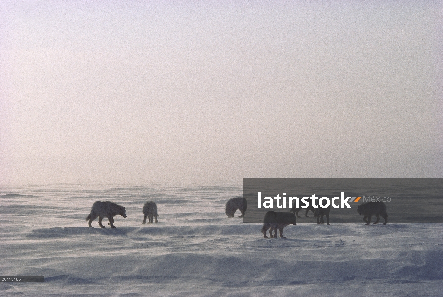 Paquete de lobo Ártico (Canis lupus) en el campo de hielo, isla de Ellesmere, Nunavut, Canadá