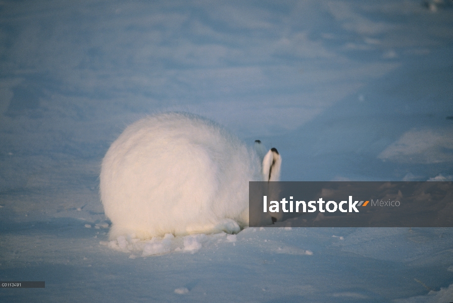 Ártico de liebres (Lepus arcticus) cavar bajo la nieve para el alimento, isla de Ellesmere, Nunavut,