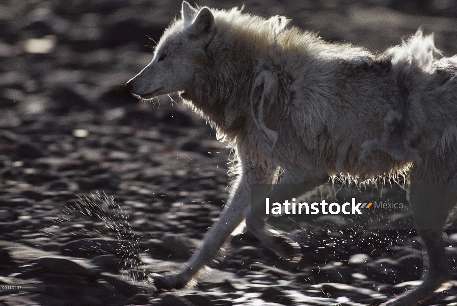 Baño juvenil lobo Ártico (Canis lupus) después de la muerte, isla de Ellesmere, Nunavut, Canadá