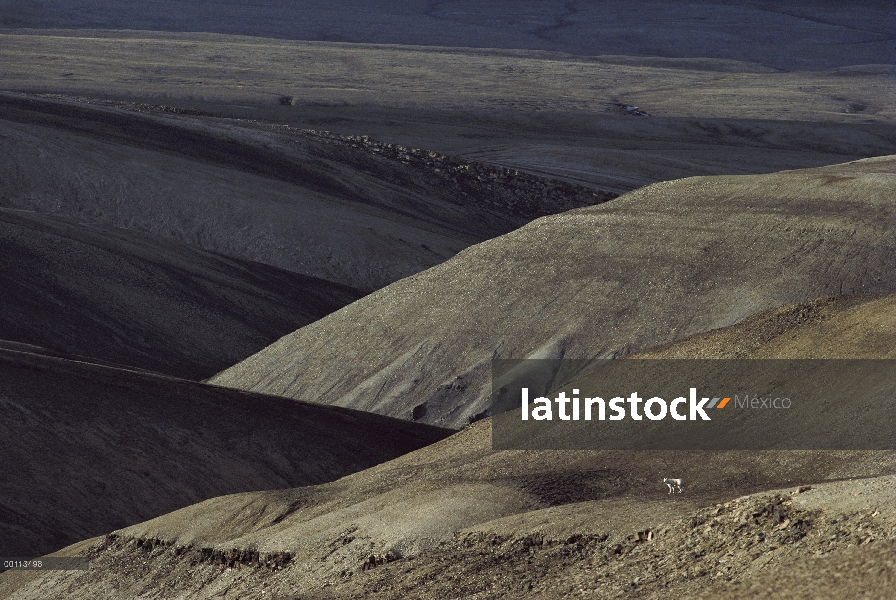 Lobo Ártico (Canis lupus) en tundra, isla de Ellesmere, Nunavut, Canadá