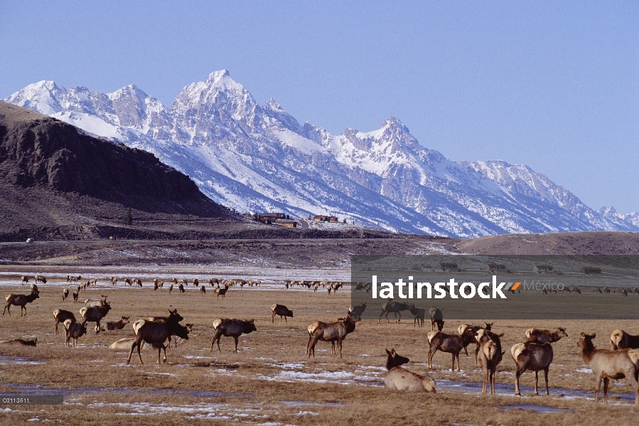 Manada de Elk (Cervus elaphus), Refugio Nacional de Elk, Jackson Hole, Wyoming