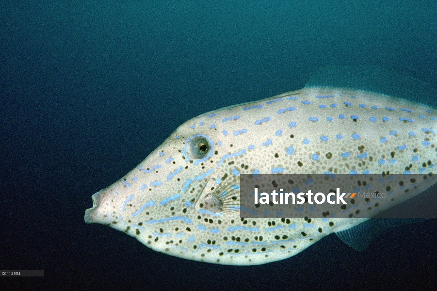 Su retrato de la fila (Aluterus scriptus) fuera de la isla del coco, Costa Rica