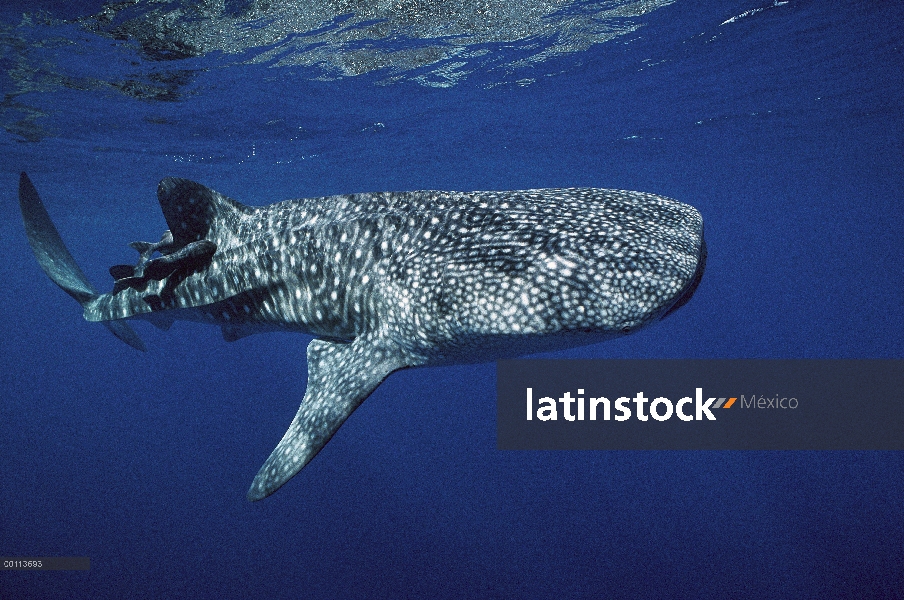 La ballena tiburón (Rhincodon typus) nadando cerca de la superficie, la isla del coco, Costa Rica