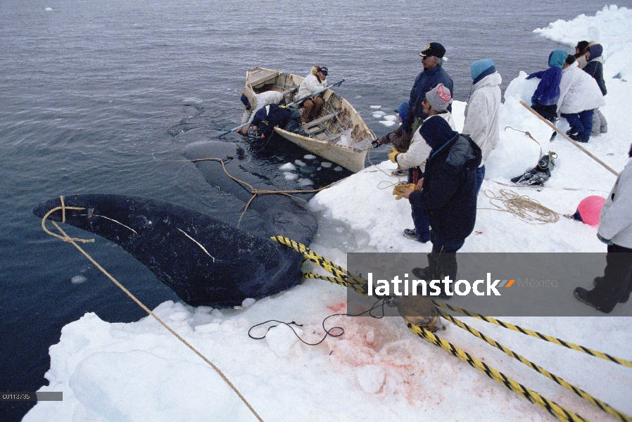 Alcance de los cazadores de ballena (Balaena mysticetus) Groenlandia capturado ballena en hielo, Bar