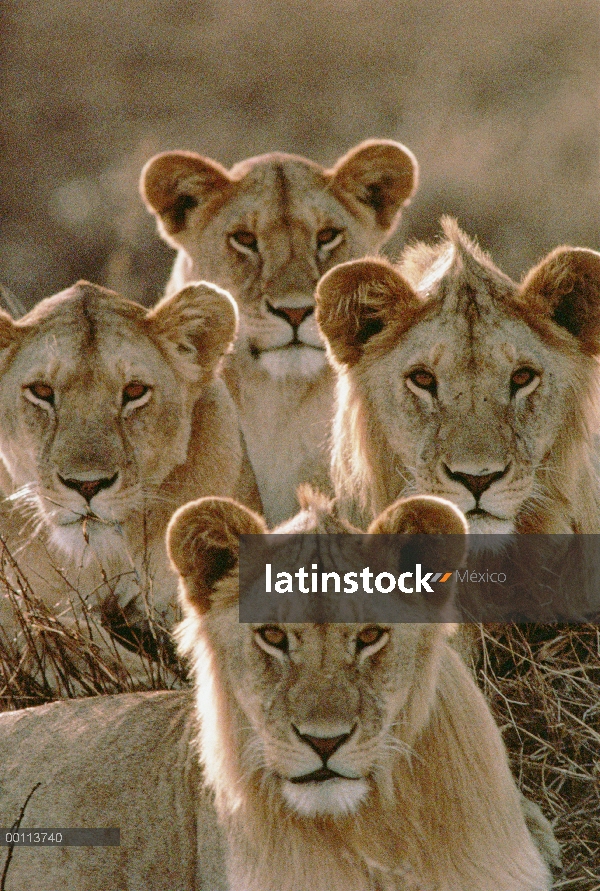 Grupo de León africano (Panthera leo) de jóvenes varones, Parque Nacional del Serengeti, Tanzania