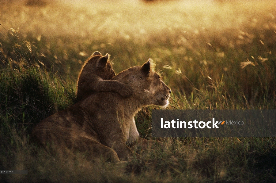 Madre de León africano (Panthera leo) con cub al amanecer, Parque Nacional del Serengeti, Tanzania