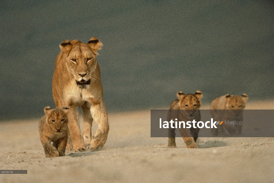 León africano (Panthera leo) madre y cachorros cruce de arena, Parque Nacional del Serengeti, Tanzan