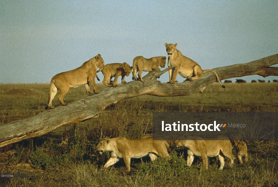 León africano (Panthera leo) hembras y cachorros jugando en el árbol caído, Parque Nacional del Sere