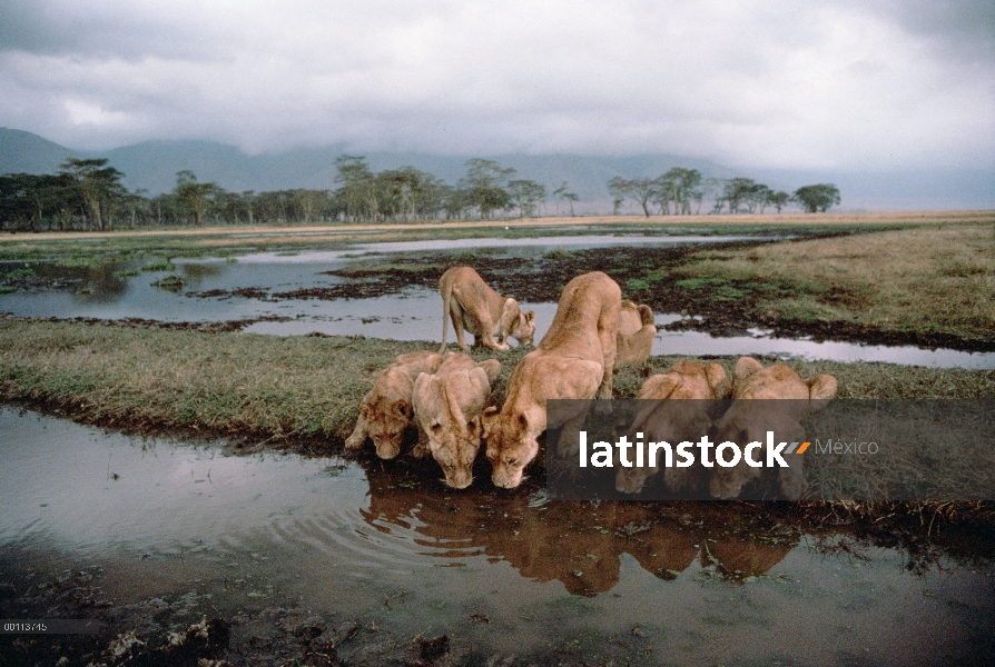 Juveniles de León africano (Panthera leo) bebiendo en el abrevadero, Parque Nacional del Serengeti, 