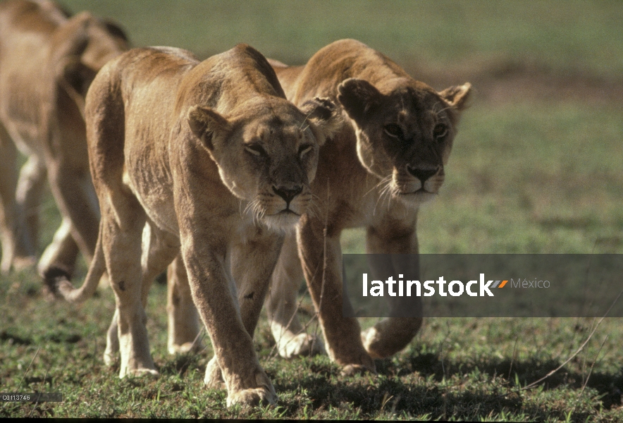 Hembras de León africano (Panthera leo) acechando a sus presas, Parque Nacional del Serengeti, Tanza