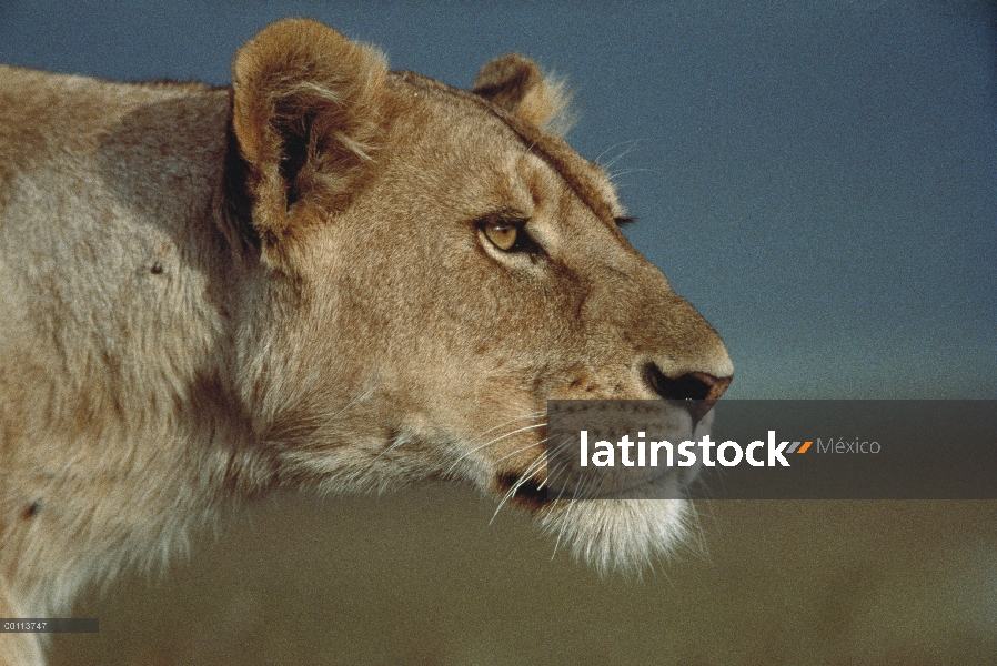 Mujer de León africano (Panthera leo) observación de presas, Parque Nacional del Serengeti, Tanzania