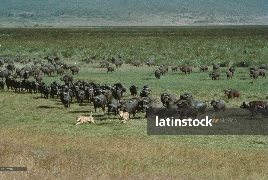 Manada de búfalo de cabo (caffer de Syncerus) persiguiendo a par de León africano (Panthera leo), Pa