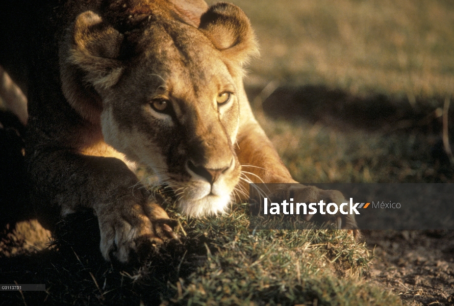 Mujer de León africano (Panthera leo) afilar las garras, Parque Nacional del Serengeti, Tanzania