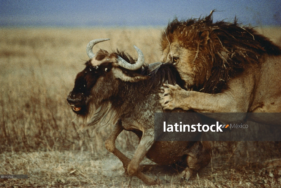 Macho León africano (Panthera leo) atacando a un ñu azul (Connochaetes taurinus), Parque Nacional de