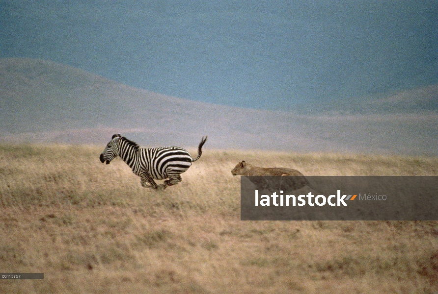 Mujer de León africano (Panthera leo) persiguiendo a la cebra de Burchell (Equus burchellii), Sereng