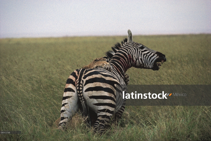 Mujer de León africano (Panthera leo) atacando a la cebra de Burchell (Equus burchellii), Parque Nac