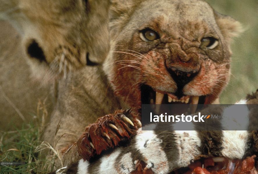 Las hembras de León africano (Panthera leo) alimentándose de la cebra de Burchell (Equus burchellii)