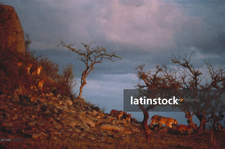 León africano (Panthera leo) orgullo entre acacias, Parque Nacional del Serengeti, Tanzania