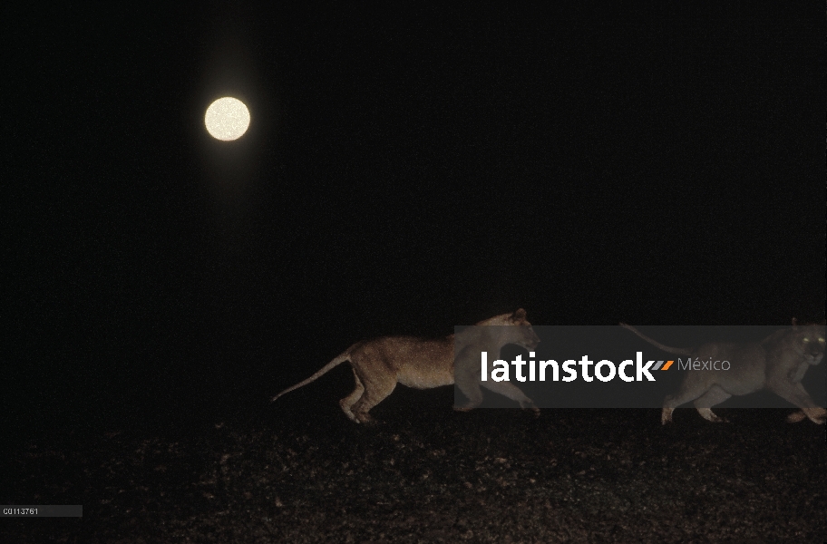 Hembras de León africano (Panthera leo) corriendo bajo la luna en la noche, Parque Nacional del Sere