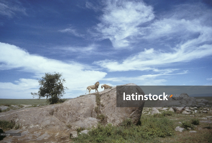 Par de León africano (Panthera leo) en la cima de un kopje, un afloramiento rocoso, Parque Nacional 