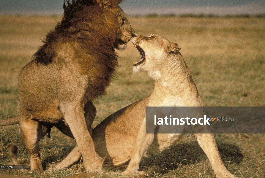 León africano (Panthera leo) pareja luchando durante el apareamiento, Parque Nacional del Serengeti,