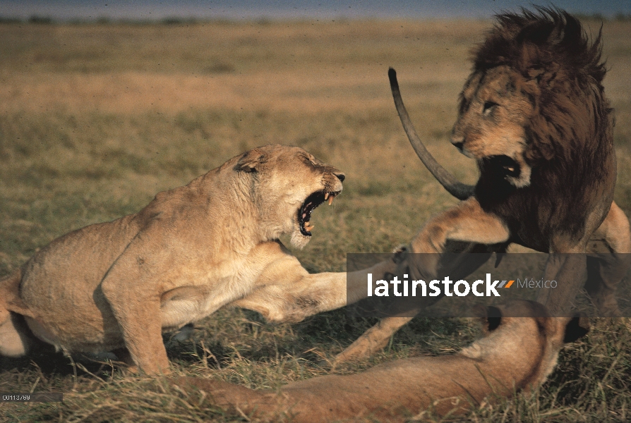 León africano (Panthera leo) apareamiento a par riñendo, Parque Nacional del Serengeti, Tanzania